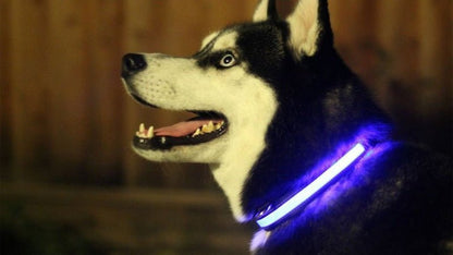 LED Light Up Dog Collar - UrbanNest Co