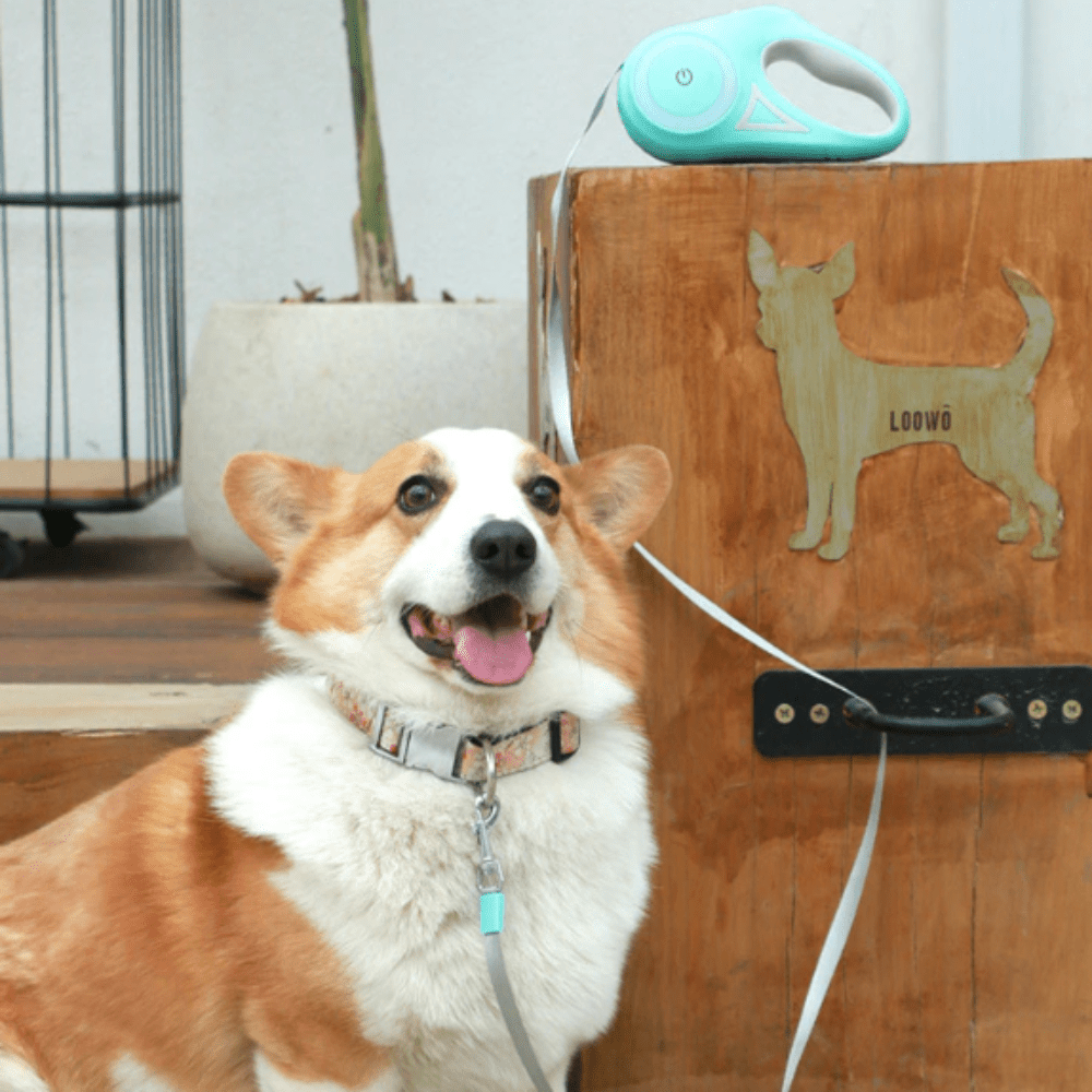 Automatic Retractable Lighting Dog Leash - UrbanNest Co